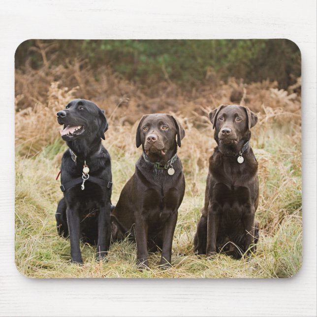 Three Black Labrador retrievers Mouse Pad (Front)