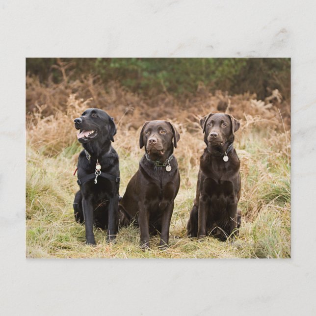 Three Black Labrador retrievers Postcard (Front)