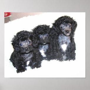 Three black Toy Poodle puppies Poster
