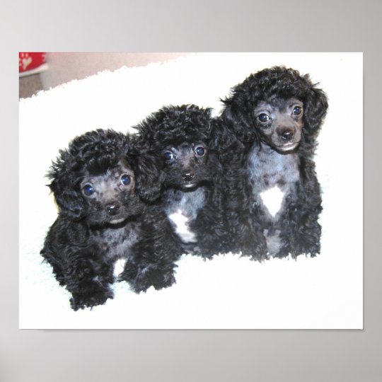 Three Black Toy Poodle Puppies Poster Zazzle
