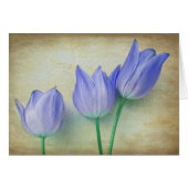 Three Blue Tulips (Front Horizontal)