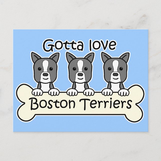 Three Boston Terriers Postcard (Front)