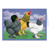 Three Brahmas Cards (Front Horizontal)