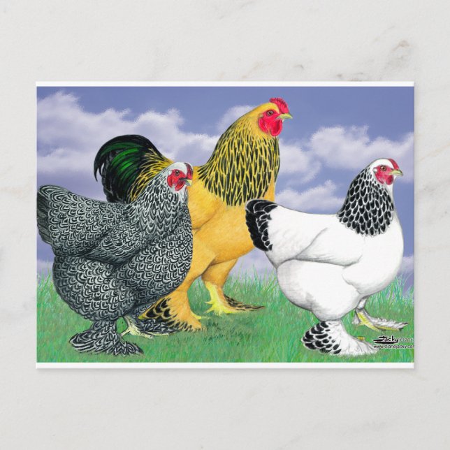 Three Brahmas Postcard (Front)