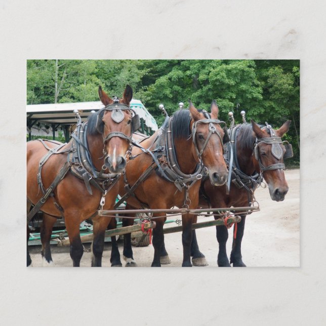Three Brown Draft Horses Postcard (Front)