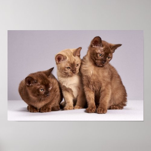 Three Brown Kittens Poster