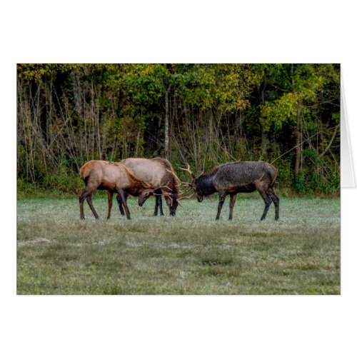 Three Bull Elk Fight Greeting Card