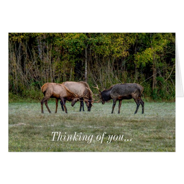 Three Bull Elk Fight Thinking of you Notecard (Front Horizontal)