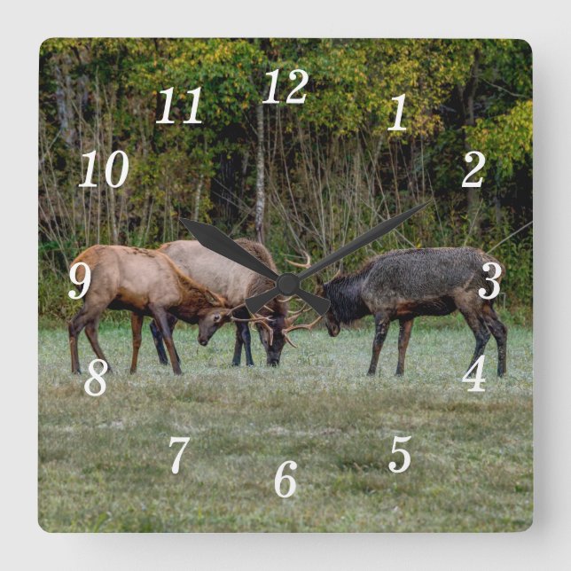 Three Bull Elk Fight Wall Clock (Front)