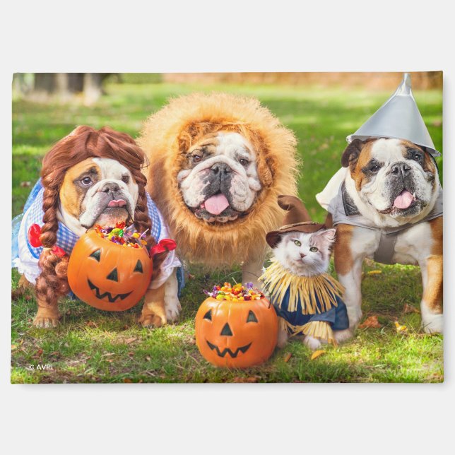 Three Bulldogs in Costumes Magnet (Front)