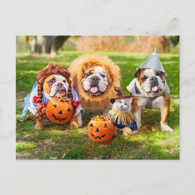 Three Bulldogs in Costumes Postcard (Front)