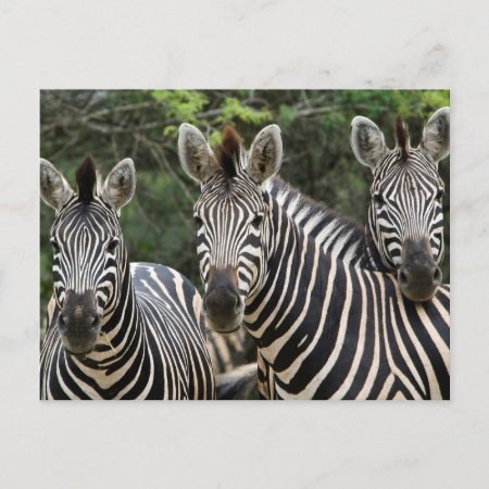 Three Burchell's Zebra (equus Burchellii) Stand Postcard