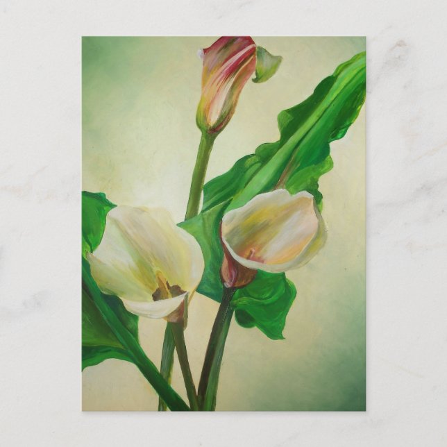 Three Calla Lilies Stunning Botanical Acrylic  Postcard (Front)