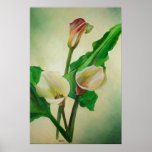 Three Calla Lilies Stunning Botanical Acrylic  Poster