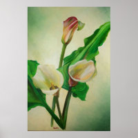 Three Calla Lilies Stunning Botanical Acrylic