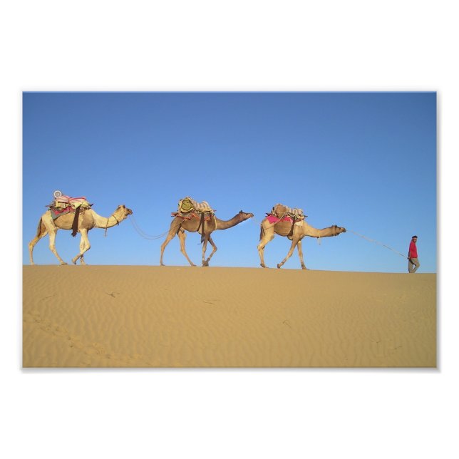 Three Camels in the Desert Poster (Front)