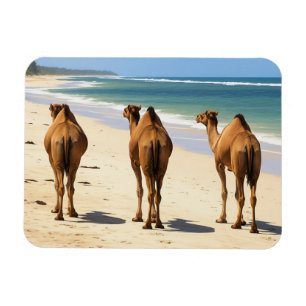 Three Camels on the beach in Mombasa Kenya Magnet