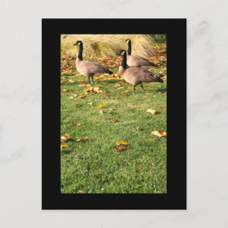 Three Canadian Geese Postcard