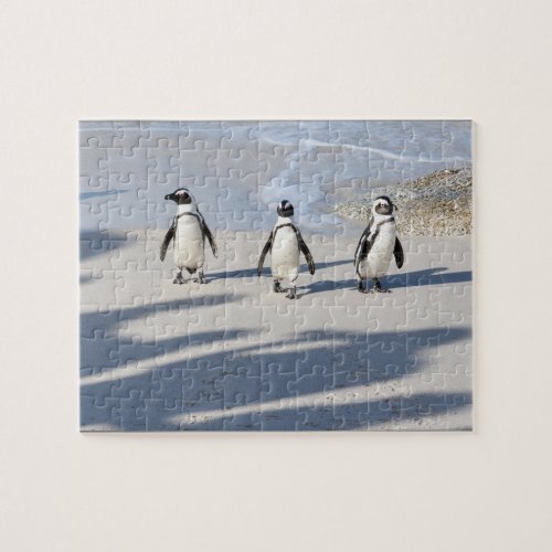 Three Cape Penguins Puzzle
