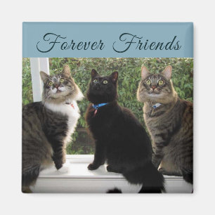 Three Cat Friends in The Window Magnet