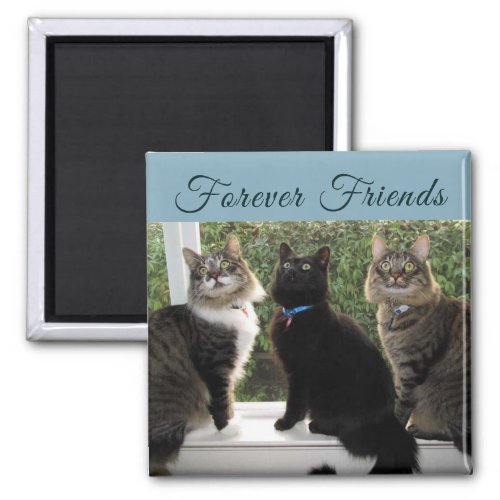 Three Cat Friends in The Window Magnet