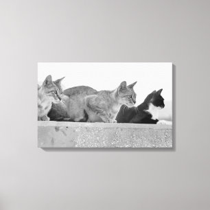 Three cats canvas print