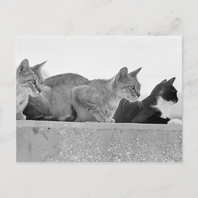 Three cats postcard (Front)