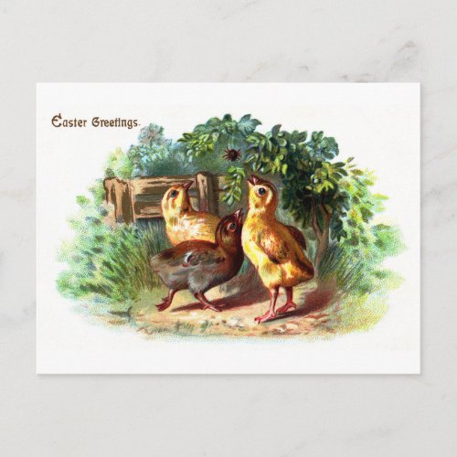 Three Chicks and a Spider Vintage Easter Holiday Postcard