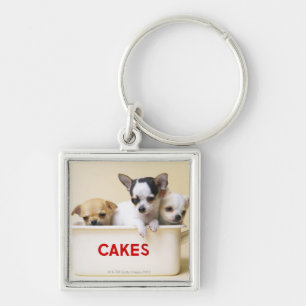 Three chihuahua puppies in cake tin keychain