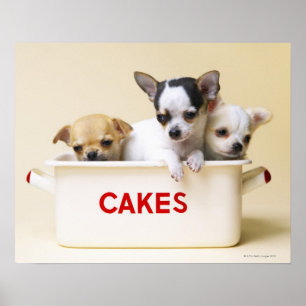 Three chihuahua puppies in cake tin poster