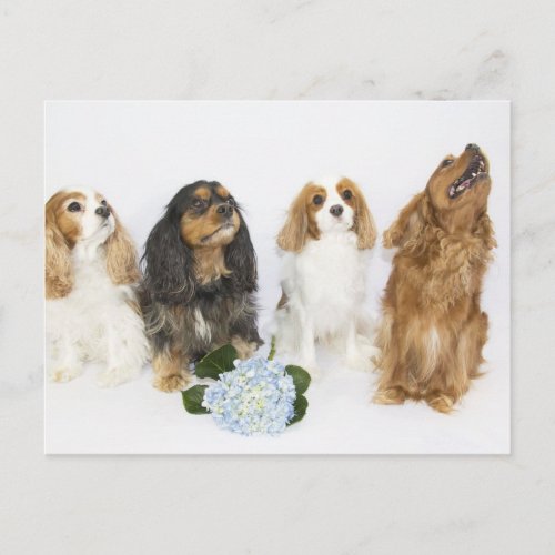 Three Colors of Cavalier King Charles Spaniels Postcard