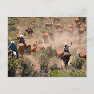Three cowboys and cowgirls driving cattle postcard