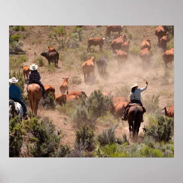 Three cowboys and cowgirls driving cattle poster (Front)