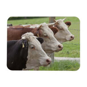 Three Cows in a Row Magnet