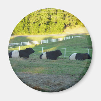 three cows magnet