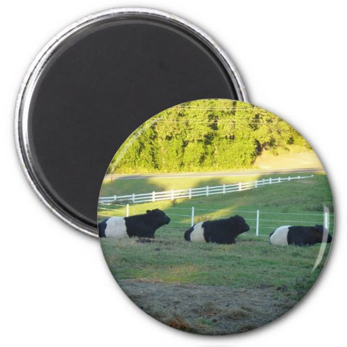 three cows magnet