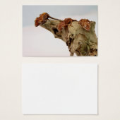 Three Crested Geckos (Front & Back)