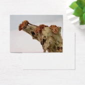 Three Crested Geckos (Desk)
