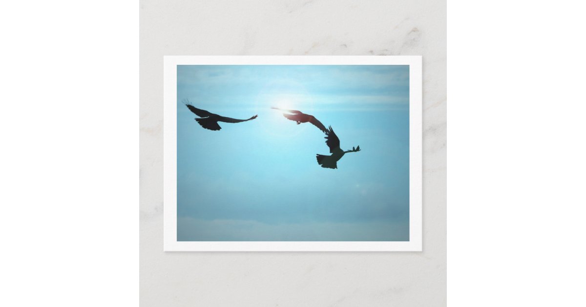 Three Crows Postcard | Zazzle