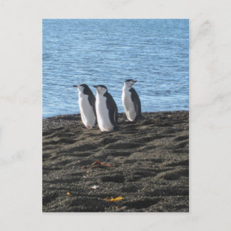 Three curious penguins postcard
