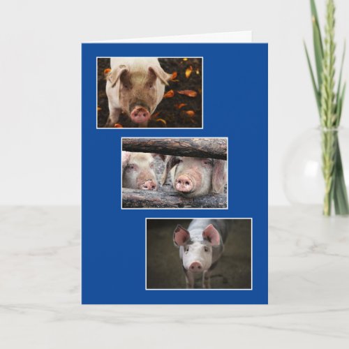 Three Custom Pig Photo Birthday Card