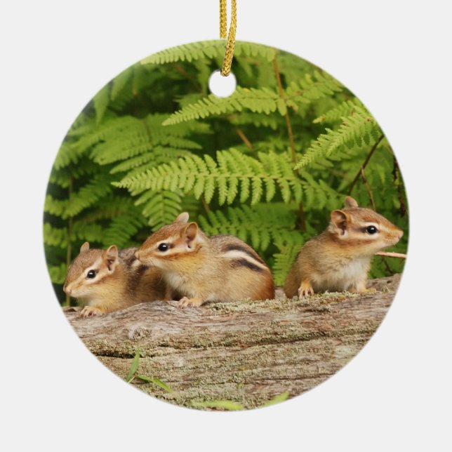 Three Cute Baby Chipmunks Ceramic Ornament (Front)
