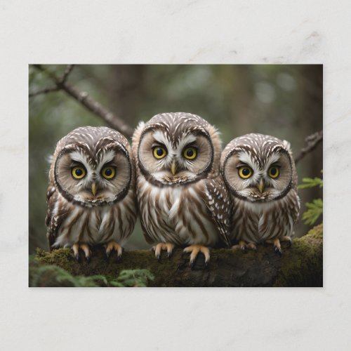 Three Cute Baby Owls With Big Eyes  Postcard