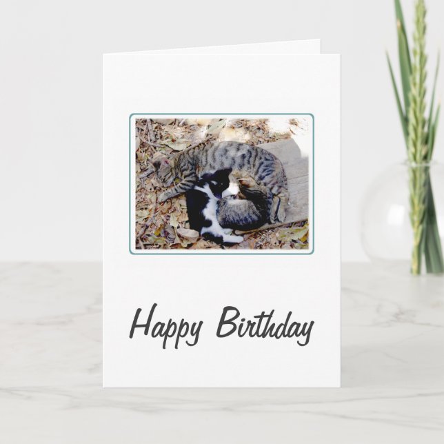 Three Cute Cats Curled Up Asleep Birthday Card (Front)