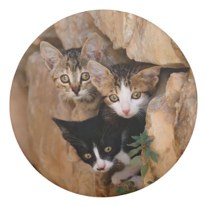 Three Cute Curious Cat Kittens Faces Funny Photo ; Eraser