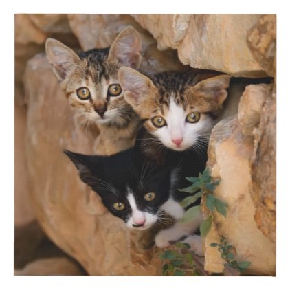 Three Cute Curious Cat Kittens Faces Funny Photo , Faux Canvas Print