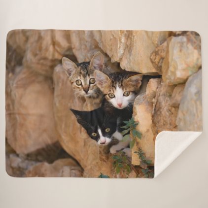 Three Cute Curious Cat Kittens Faces Funny Photo , Sherpa Blanket