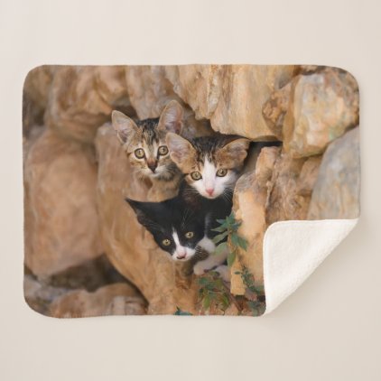 Three Cute Curious Cat Kittens Faces Funny Photo Sherpa Blanket