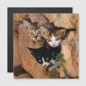 Three cute curious kittens (Front/Back)