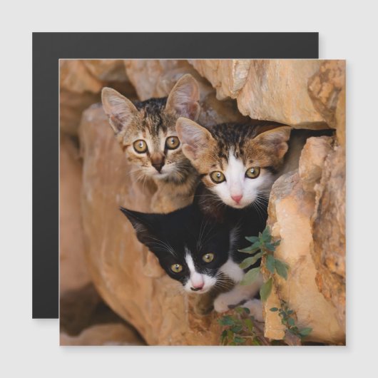 Three cute curious kittens (Front/Back)